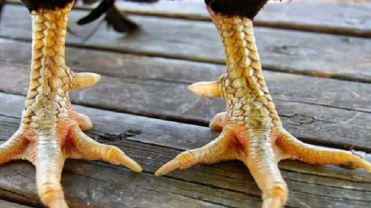 cách xem vảy gà đá