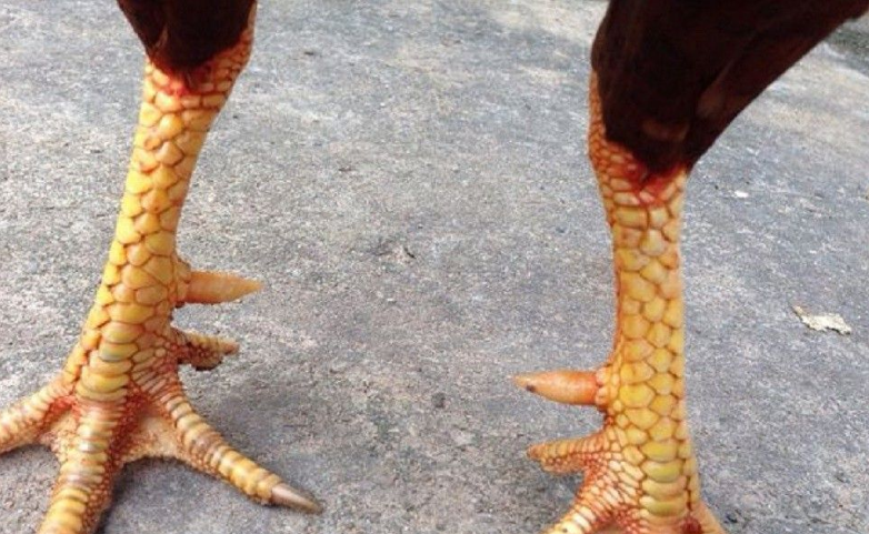 Cách xem vảy gà đá