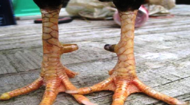 cách xem vảy gà đá