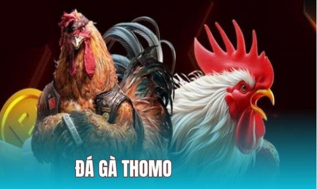 Đá gà thomo cpc