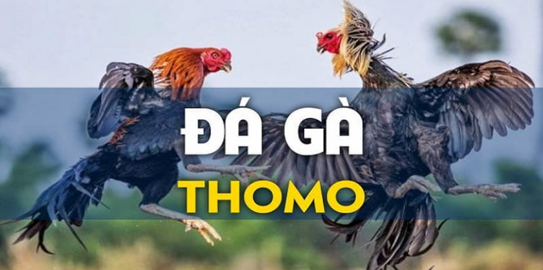 Đá gà thomo cpc